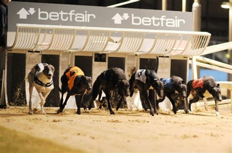 greyhound betting online|live greyhound betting shows.